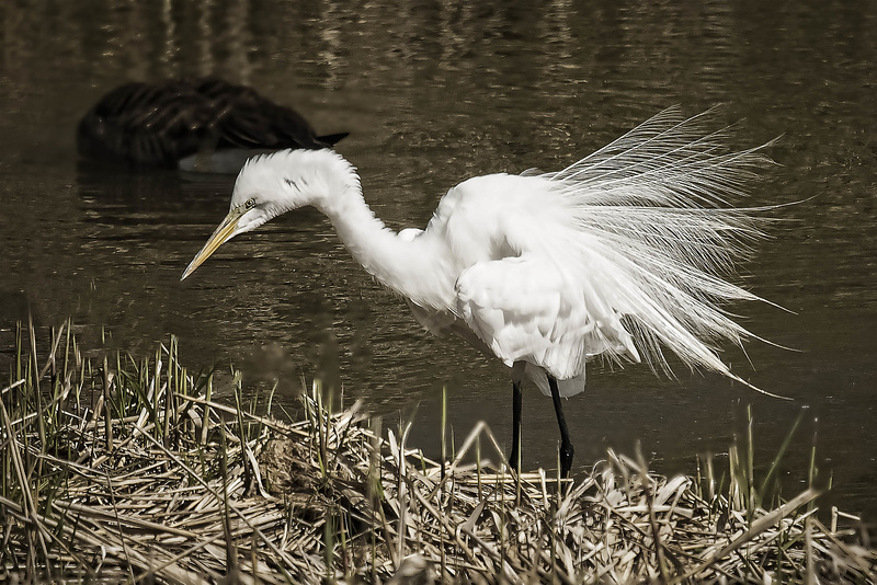 Great Egret