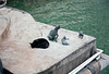 Singapore cats