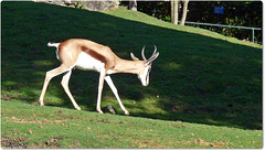 ZOO de BEAUVAL