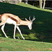 ZOO de BEAUVAL