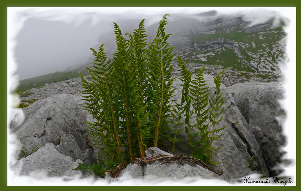 Alpenfarn