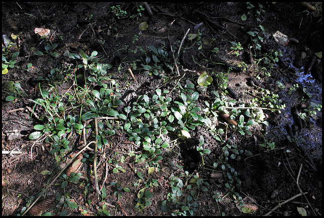 Ajuga reptans