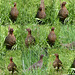 Hen pheasant in defensive postures, with her chicks in hiding nearby