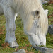 Dartmoor Wild Pony