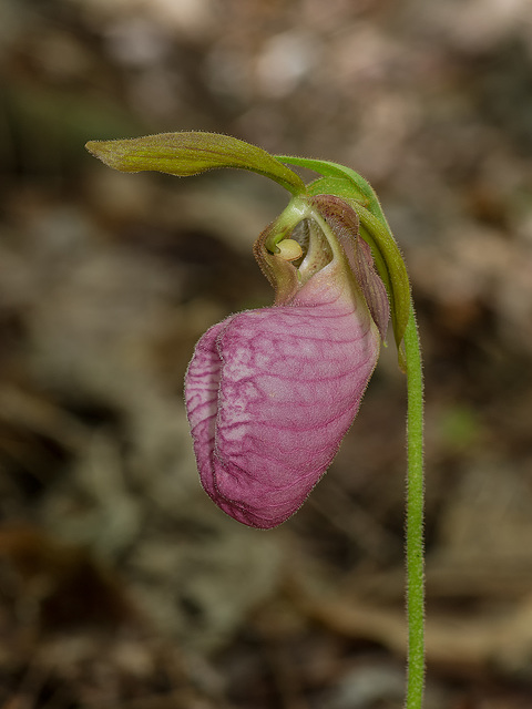 Cypripedium acaule (Pink Lady's-slipper orchid)