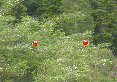 rosellas watching