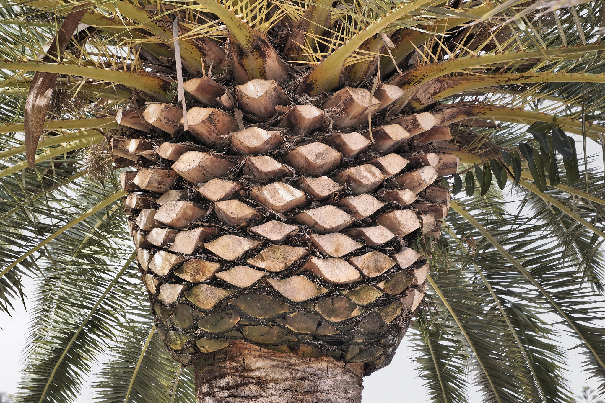 We're Among Fronds – Baha’i Gardens, Haifa, Israel