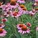 Cone flowers