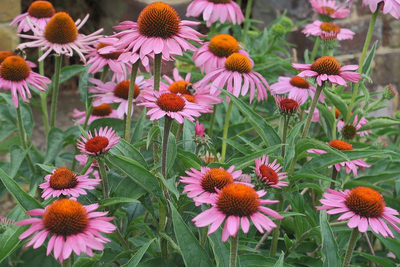 Cone flowers