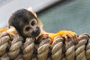 Totenkopfäffchen/ Squirrel Monkey