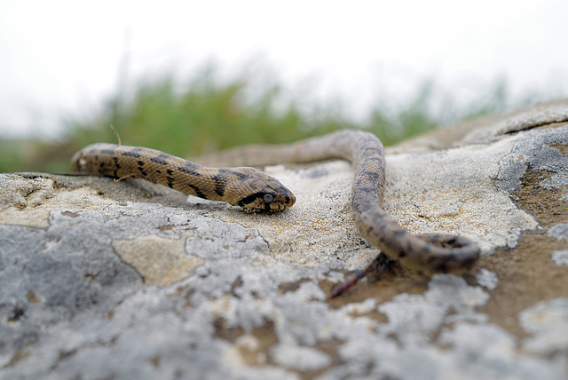 Zamenis scalaris, Colubridae, Cobra-de-escada