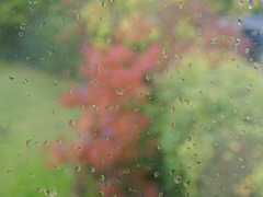 wet autumn