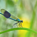 Banded Demoiselle - Calopteryx splendens