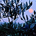 Der rote Mond über Perugia ...