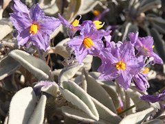 Solanum quadriloculatum