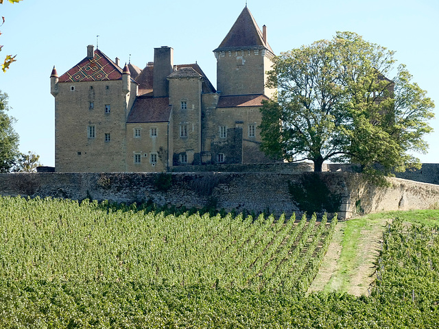 Vignoble en Saône-et-Loire