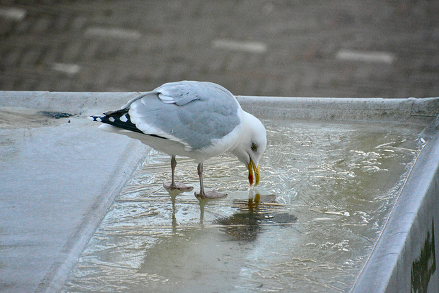 Gull discovers ice