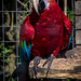 A scarlet macaw