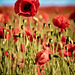 Poppy field near Luton