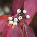 Red Osier Dogwood / Cornus sericea