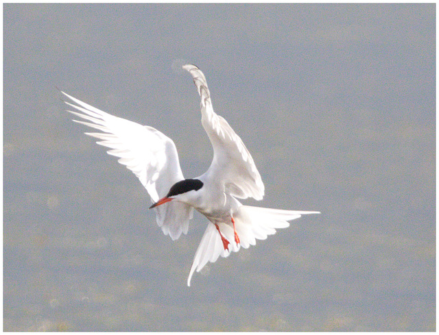 EF7A5450 Common Tern