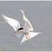 EF7A5450 Common Tern