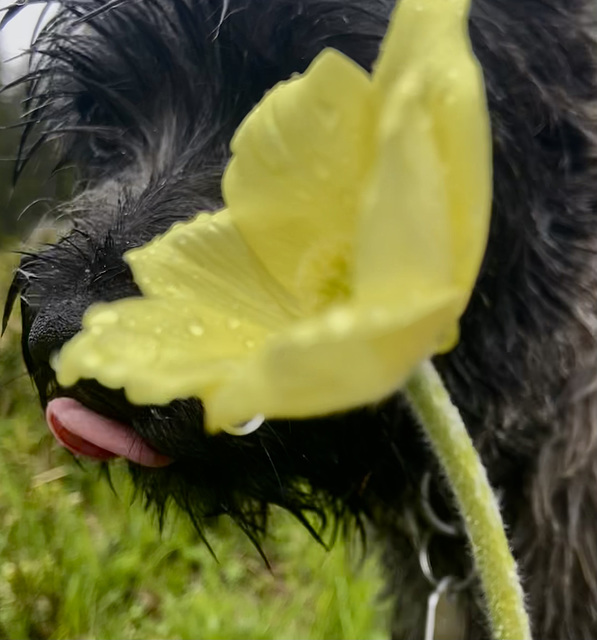 Goutte de pluie