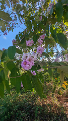 Fleurs sauvages / Wild flowers