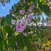 Fleurs sauvages / Wild flowers