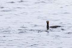 Cormorant