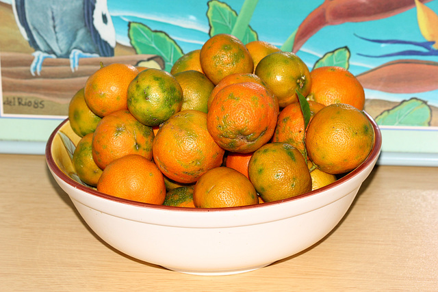 146/365 2026  bumper crop