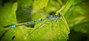 Die Hufeisen-Azurjungfer (Coenagrion puella) am Blatt :)) The horseshoe damselfly (Coenagrion puella) on the leaf :)) La demoiselle fer à cheval (Coenagrion puella) sur la feuille :))