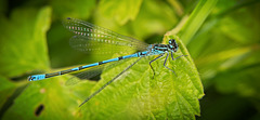 Die Hufeisen-Azurjungfer (Coenagrion puella) am Blatt :)) The horseshoe damselfly (Coenagrion puella) on the leaf :)) La demoiselle fer à cheval (Coenagrion puella) sur la feuille :))