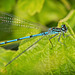 Die Hufeisen-Azurjungfer (Coenagrion puella) am Blatt :)) The horseshoe damselfly (Coenagrion puella) on the leaf :)) La demoiselle fer à cheval (Coenagrion puella) sur la feuille :))