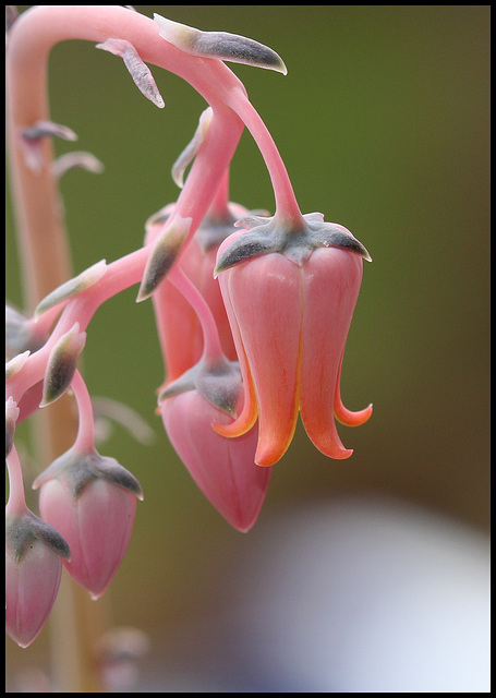 Echeveria lilacina