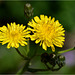 Petit bouquet doré !