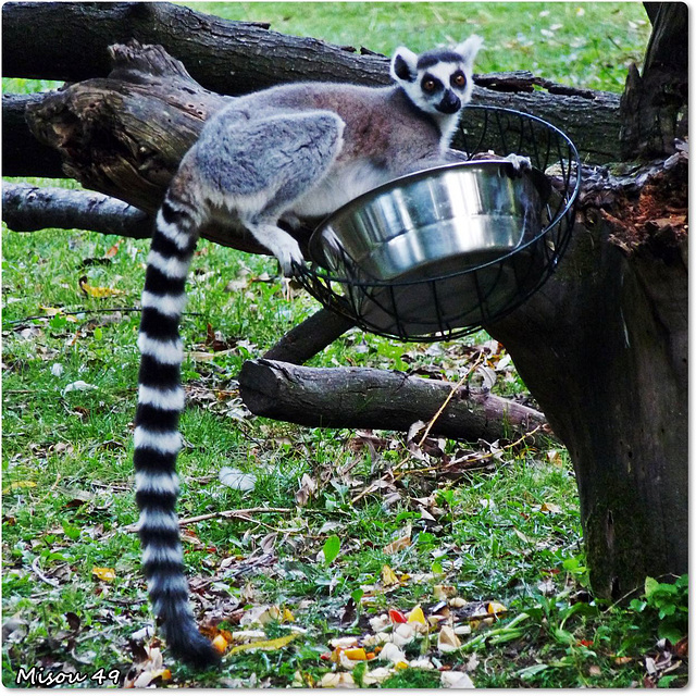 ZOO de BEAUVAL