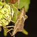 IMG 8418bugcloseup