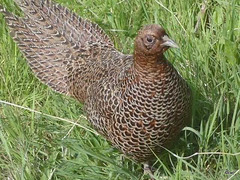 Hen pheasant in defensive posture, with her chicks in hiding nearby
