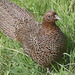 Hen pheasant in defensive posture, with her chicks in hiding nearby