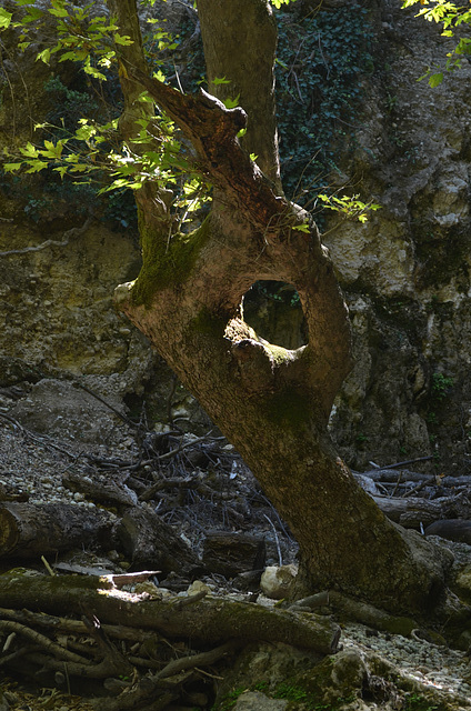 Rhodes, The Tree with a Hole (The Butterfly Valley Park)