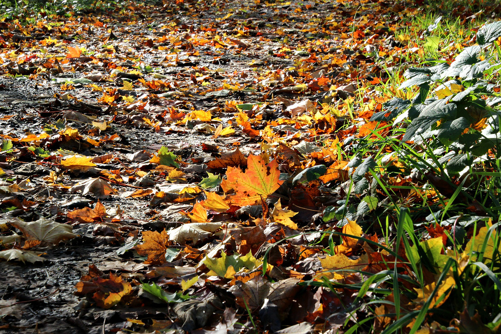 Über Herbstlaub gehen