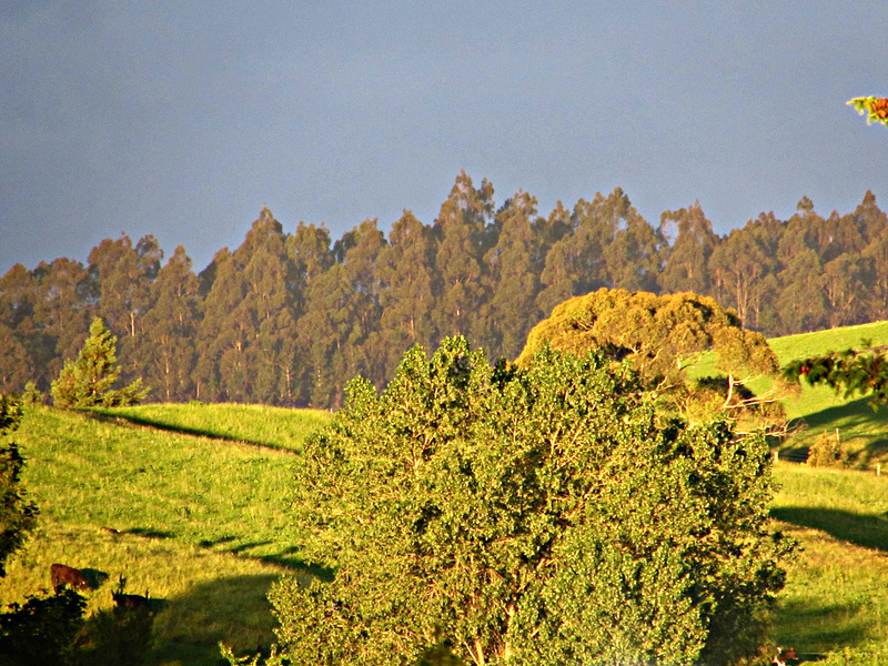 Evening Hills.