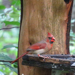 Northern cardinal