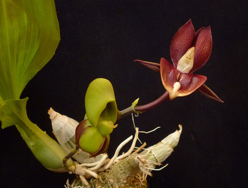 Catasetum Mary Spencer