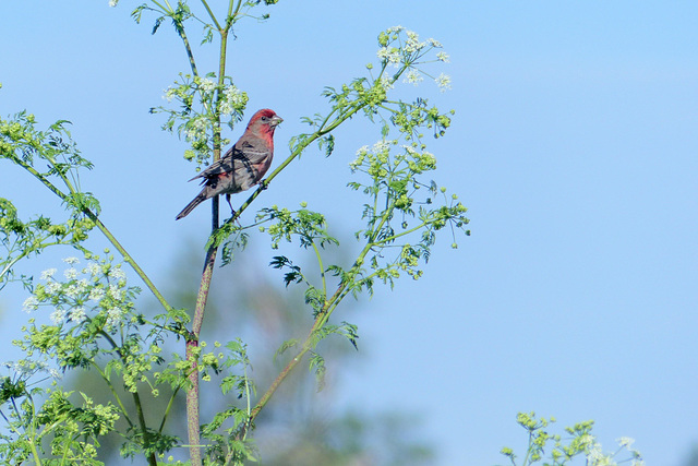 Purple finch on hemlock