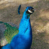 Pfau ♂