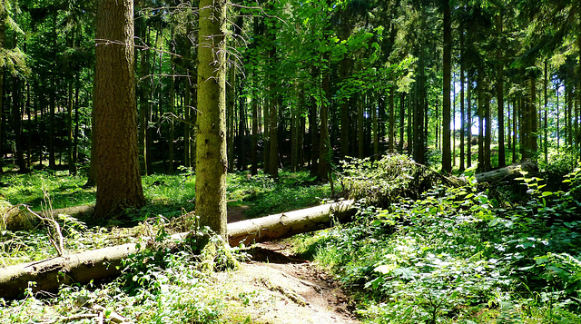 DE - Hürtgenwald - Auf dem Viertälerweg