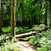 DE - Hürtgenwald - Auf dem Viertälerweg
