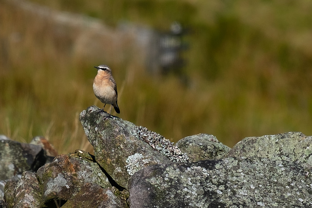 Wheatear